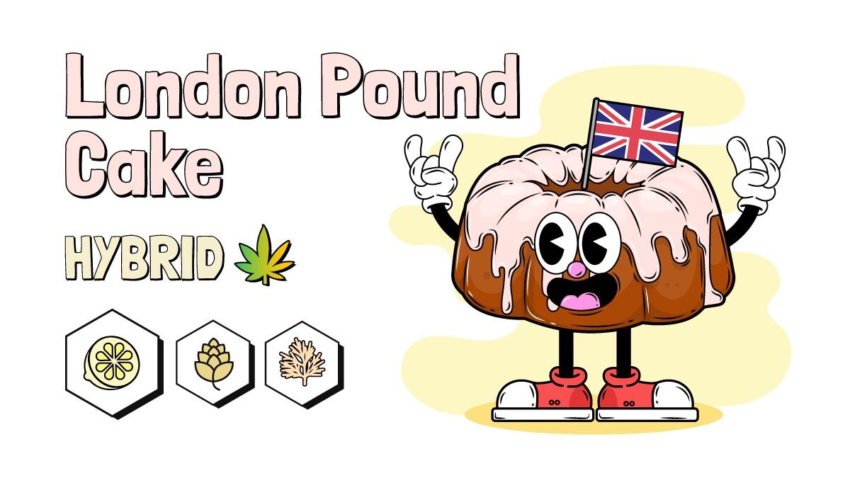 London Pound cake strain illustration