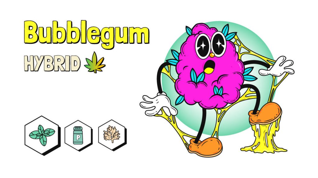 Bubble Gum Weed Strain Information & Review