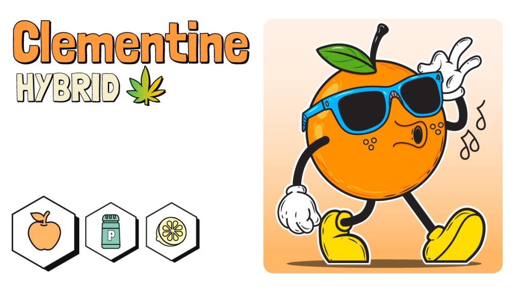 Clementine Cannabis Strain Review Rolling Paper