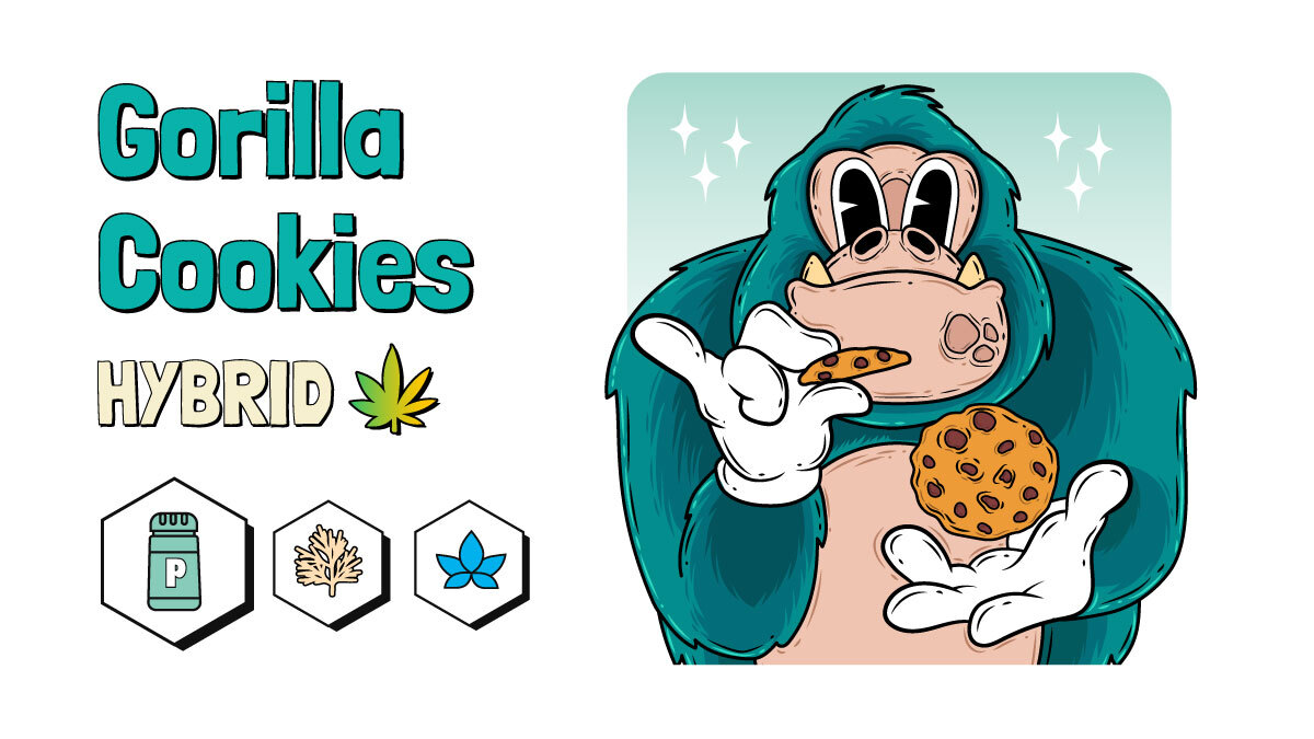 Gorilla Cookies Marijuana Strain Review