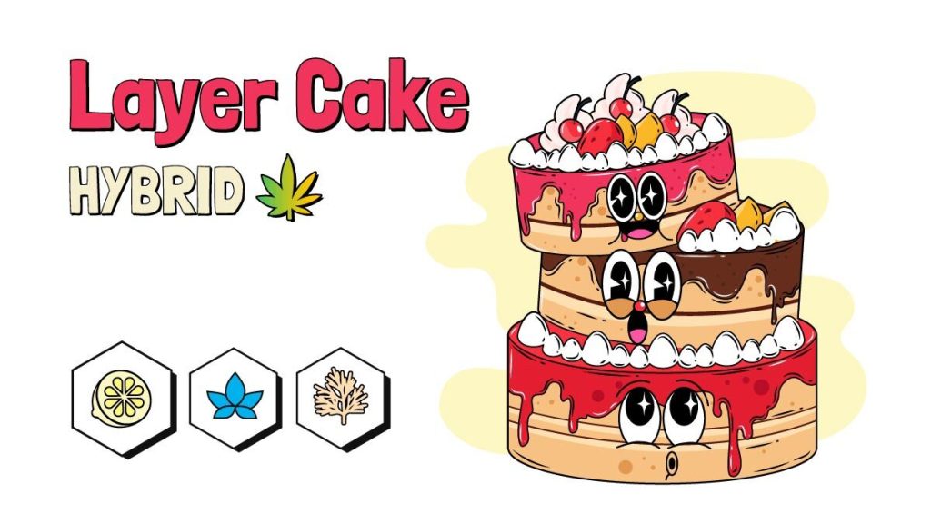 layer-cake-weed-strain-information-review