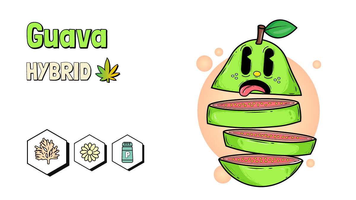 Guava Marijuana Strain Review